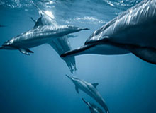 呆妹娱乐吃瓜视频大全下载,盘点热门搞笑瞬间，笑料十足！