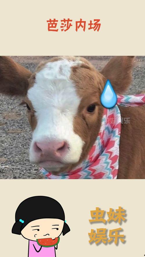 娱乐吃瓜酱妈妈的宠物,揭秘宠物界的明星生活